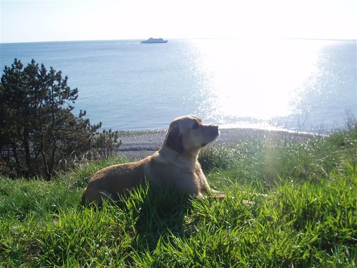 Labrador retriever Enzo billede 7