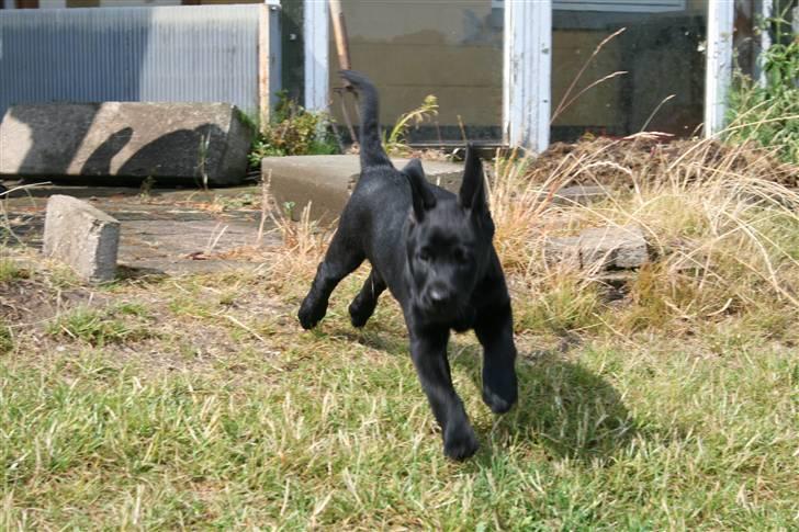 Blanding af racer SD Little Lucky Puma - I can flyyyy billede 9