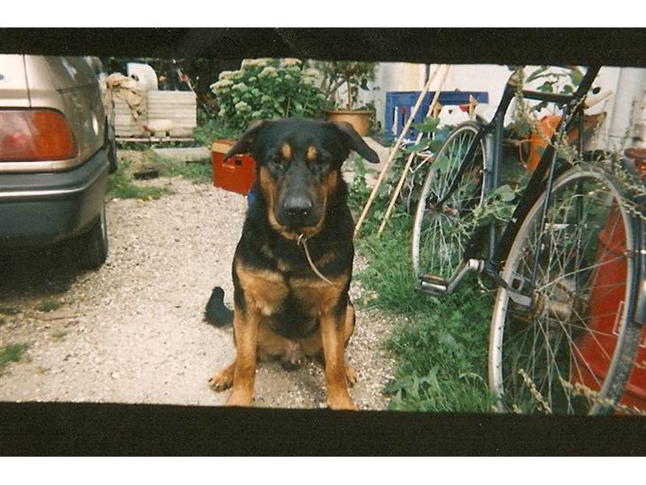 Schæferhund Chang R.I.P. - Velkommen til Chang´s profil billede 1