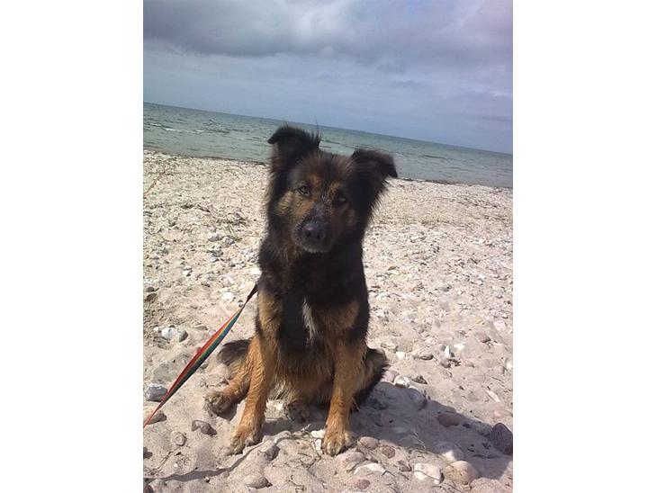 {{currentPhoto.altText}} billede {{currentPhoto.number}}