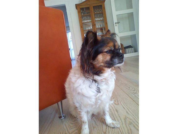 {{currentPhoto.altText}} billede {{currentPhoto.number}}