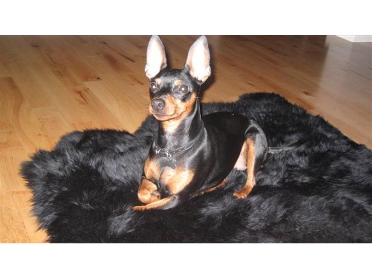 {{currentPhoto.altText}} billede {{currentPhoto.number}}