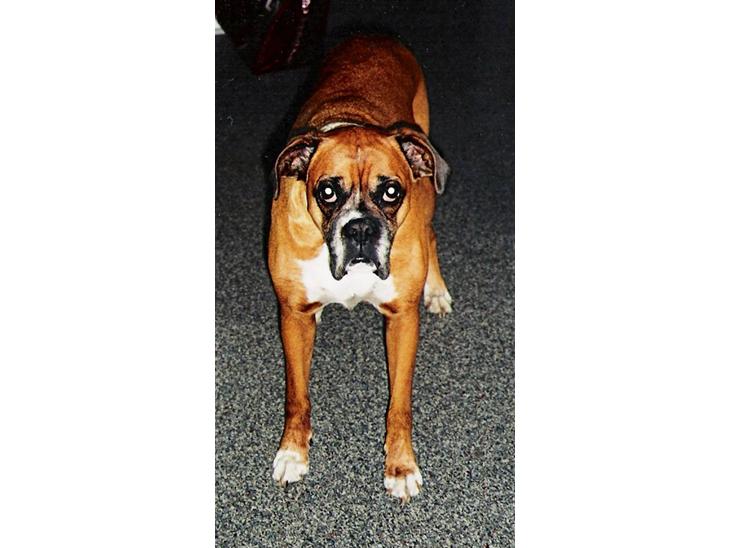 {{currentPhoto.altText}} billede {{currentPhoto.number}}