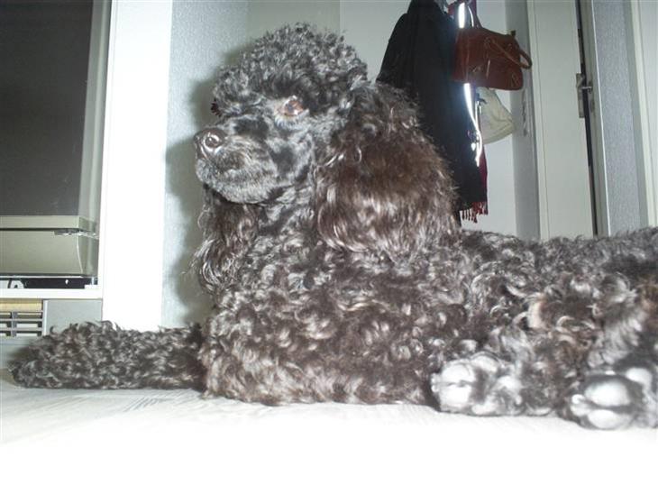 {{currentPhoto.altText}} billede {{currentPhoto.number}}