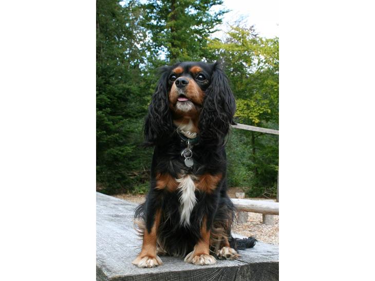 Cavalier king charles spaniel Bolette billede 1
