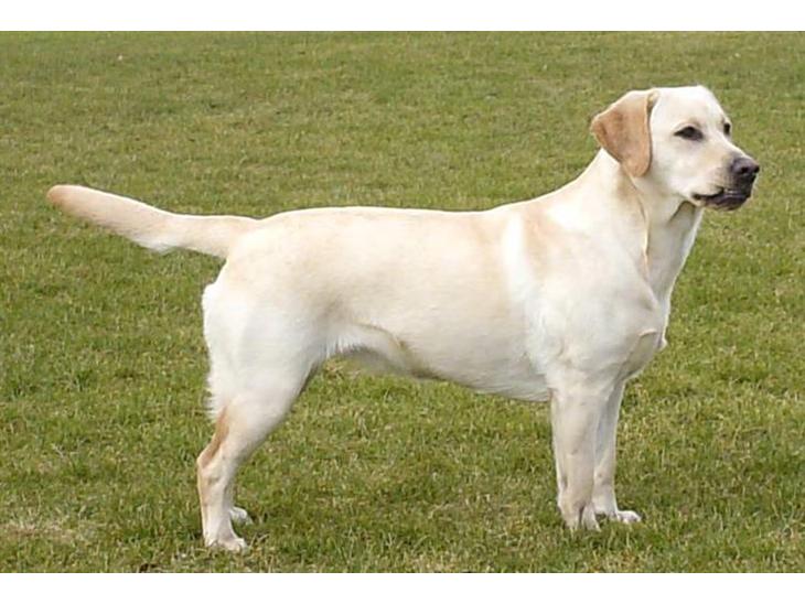 Labrador retriever Drumbeat Bossa Nova  - Velkommen til Bossa Novas profil. Skriv gerne en kommentar og giv en bedømmelse :-) billede 1