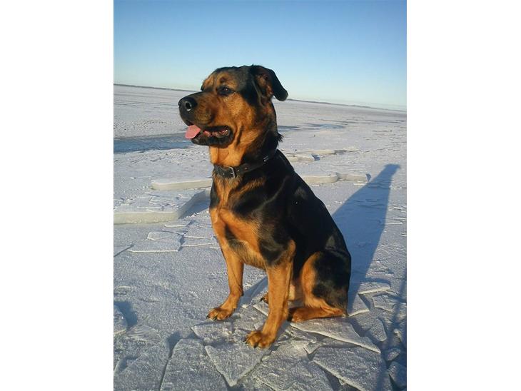 Blanding af racer Luna - Luna ved den frosne fjord :) 23. Januar 2011 billede 1