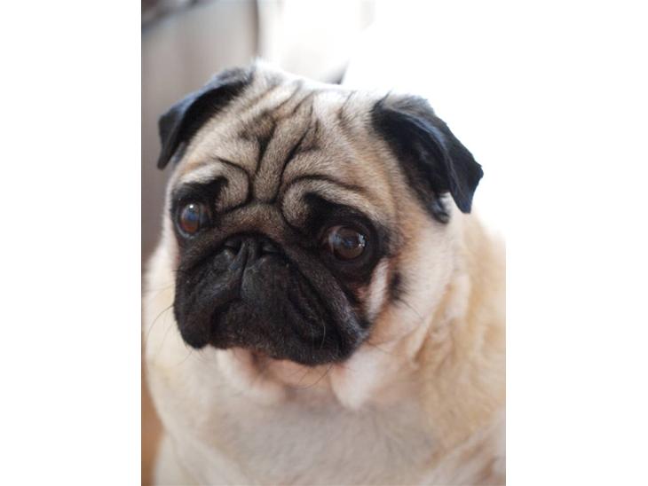 Mops jasmin R.I.P 16/8-2011 - her er lille mivs billede 1