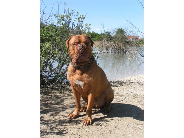 {{currentPhoto.altText}} billede {{currentPhoto.number}}