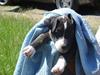 Amerikansk staffordshire terrier akia R.I.P