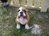 Engelsk bulldog Zille [Tidl. hund]