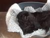 Pekingeser mila [ Himmelhund]