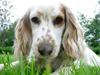 Cocker spaniel Lady [ Himmelhund]