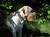 Labrador retriever Maggie (død 2013)