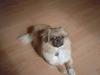 Tibetansk spaniel kira