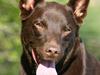 Australsk kelpie Andy (Born To Work Andy) [ Himmelhund]