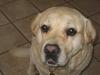 Labrador retriever Zack