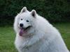 Samojedhund Boomer Samojedhund Boomer