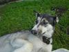 Alaskan malamute Fie 