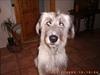 Irsk ulvehund ~Fanta~