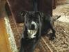 Amerikansk staffordshire terrier Armani