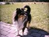 Shetland sheepdog Bessie RIP )-;