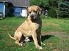 Boerboel Balder
