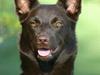 Australsk kelpie Born To Work Brown Bellis