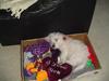 West highland white terrier Bjerredahls Bimmer