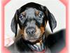 Dobermann Celine (Cille)