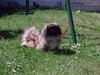 Pekingeser Mille >> Fars Trunte<< [ Himmelhund]