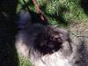 Pekingeser Tao *DØD* R.I.P [ Himmelhund]