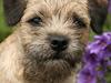 Border terrier DKAGCH, SP3  "Milou"