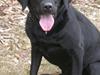 Labrador retriever Tessi