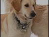 Golden retriever | Caici