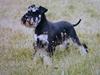 Dvaergschnauzer Cookie [ Himmelhund]