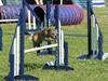 Border terrier Charlie