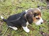 Beagle Nikolaj