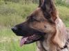 Schæferhund Sasha