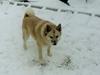 Norsk buhund Frej