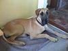 Grand danois Great Dane's Tinka [ Himmelhund]