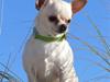 Chihuahua SHANTI
