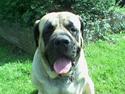 Mastiff Dina