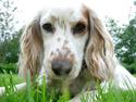 Cocker spaniel Lady