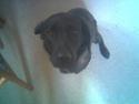 Labrador retriever Dina