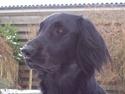 Flat coated retriever Baloo
