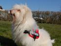 Coton de tulear Frida