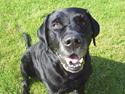 Labrador retriever Jodieburdon <'33 Død :'(