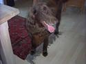 Flat coated retriever Sion(død)