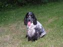 Cocker spaniel Balder